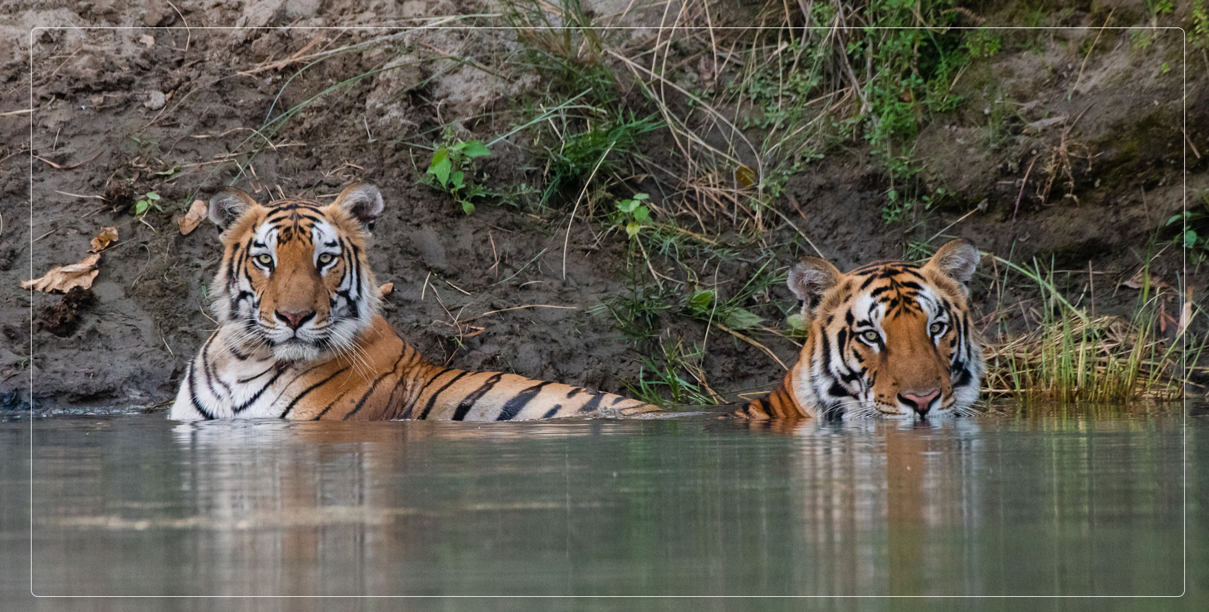 deepak rajbangshi-wildlife photographer-photo-tiger-bardiya 71706920097.jpg